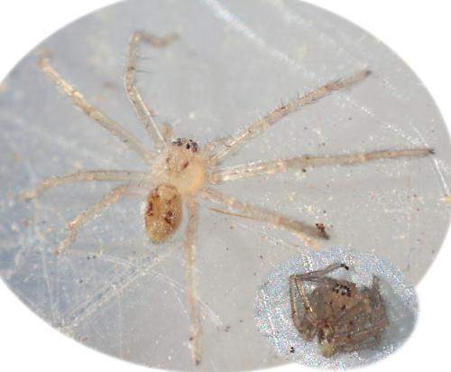 Olios argelasius